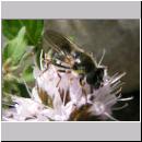 Cheilosia caerulescens - Erzschwebfliege w01.jpg